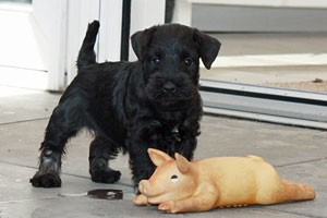 Puppy-foto28