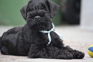 Puppy-foto38