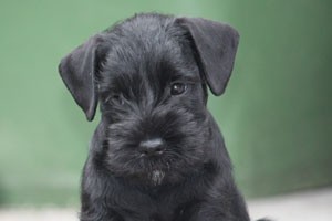 Puppy-foto39