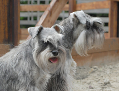 De (vacht) verzorging van een Schnauzer