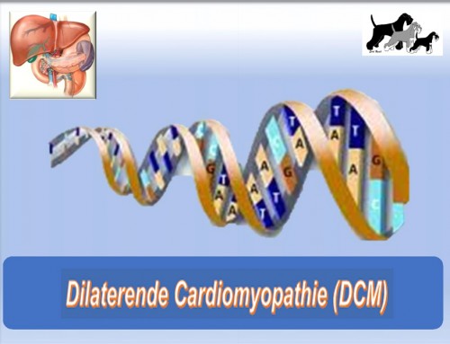 Dilaterende Cardiomyopathie (DCM)