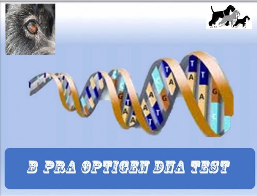 B PRA Dwergschnauzer DNA test