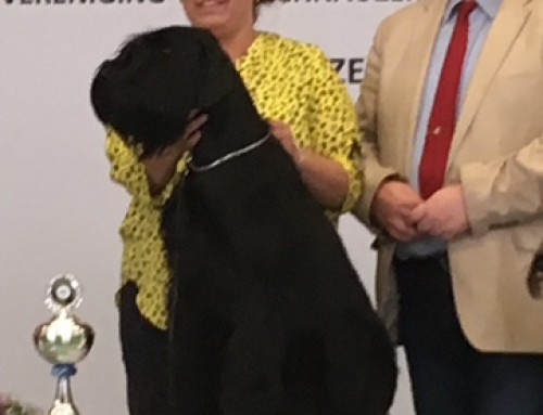 KCM 12 mei 2019 : Pepita Mousaro Best in Show