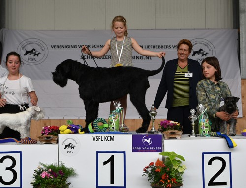 Schnauzer Kampioenschapsclubmatch 2021